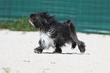 PETIT CHIEN LION 179